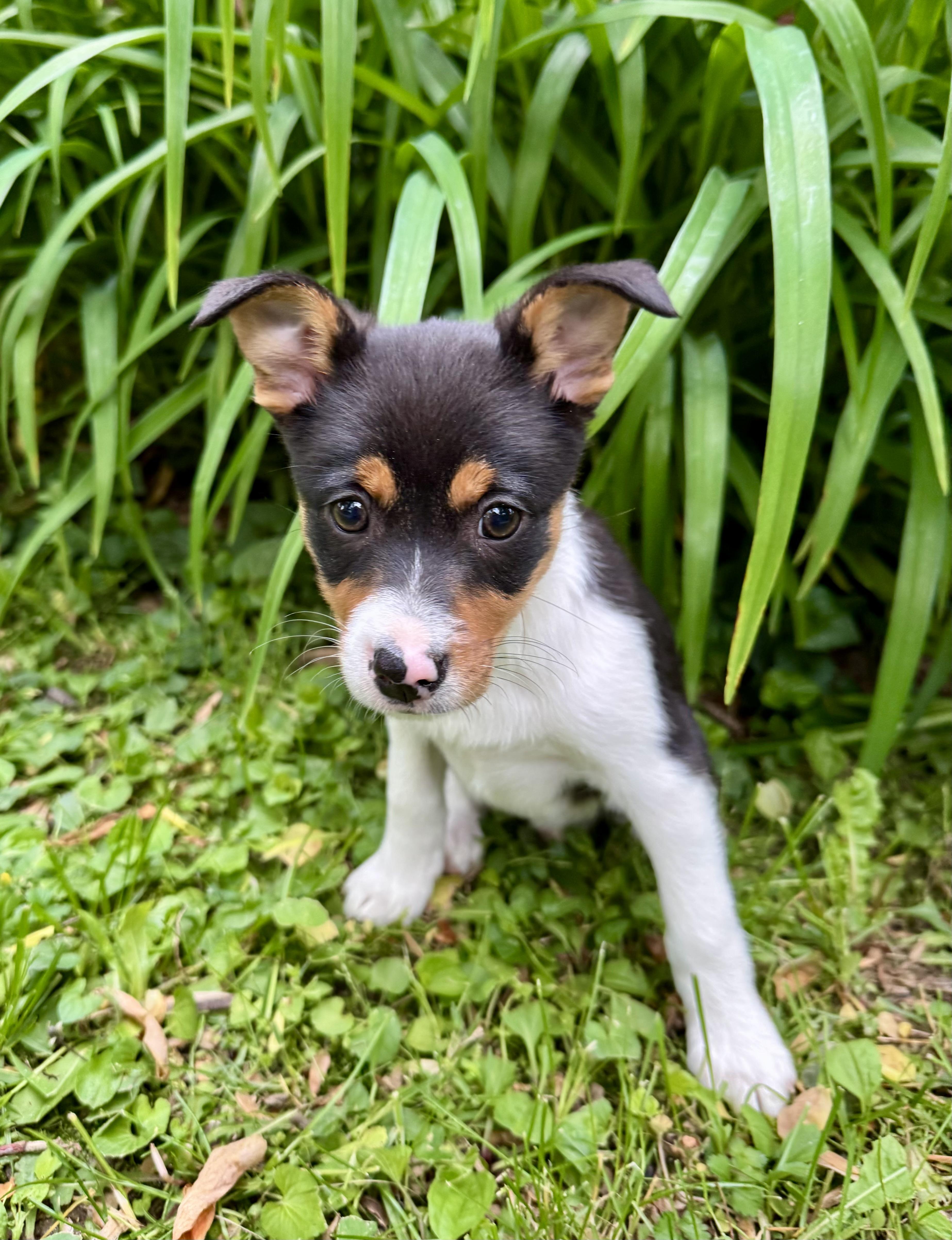 PRINCIPESSA PEACH, a ADOPTABLE mixed breed in Media, PA image 1/5