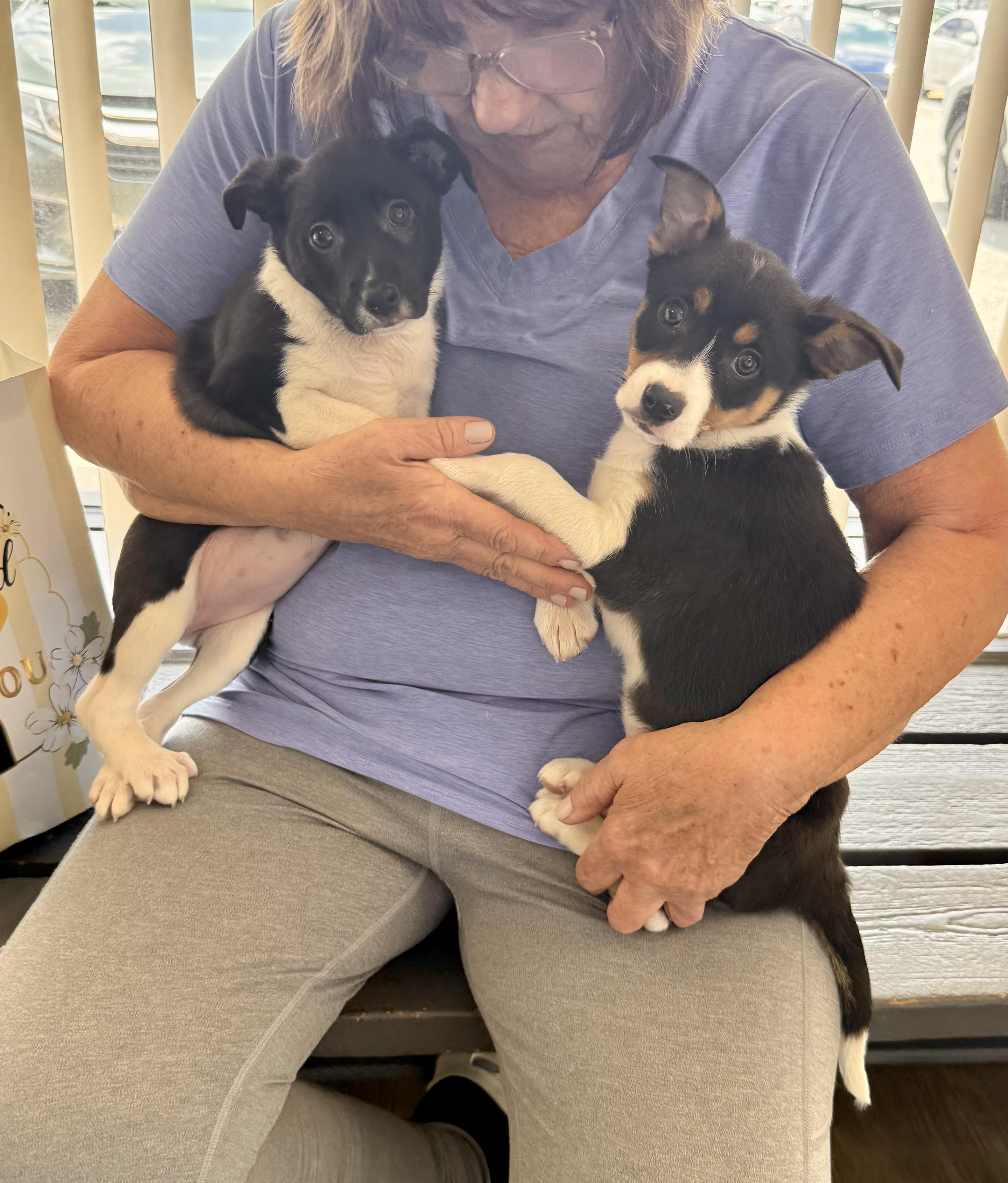 PRINCIPESSA PEACH, a ADOPTABLE mixed breed in Media, PA image 5/5
