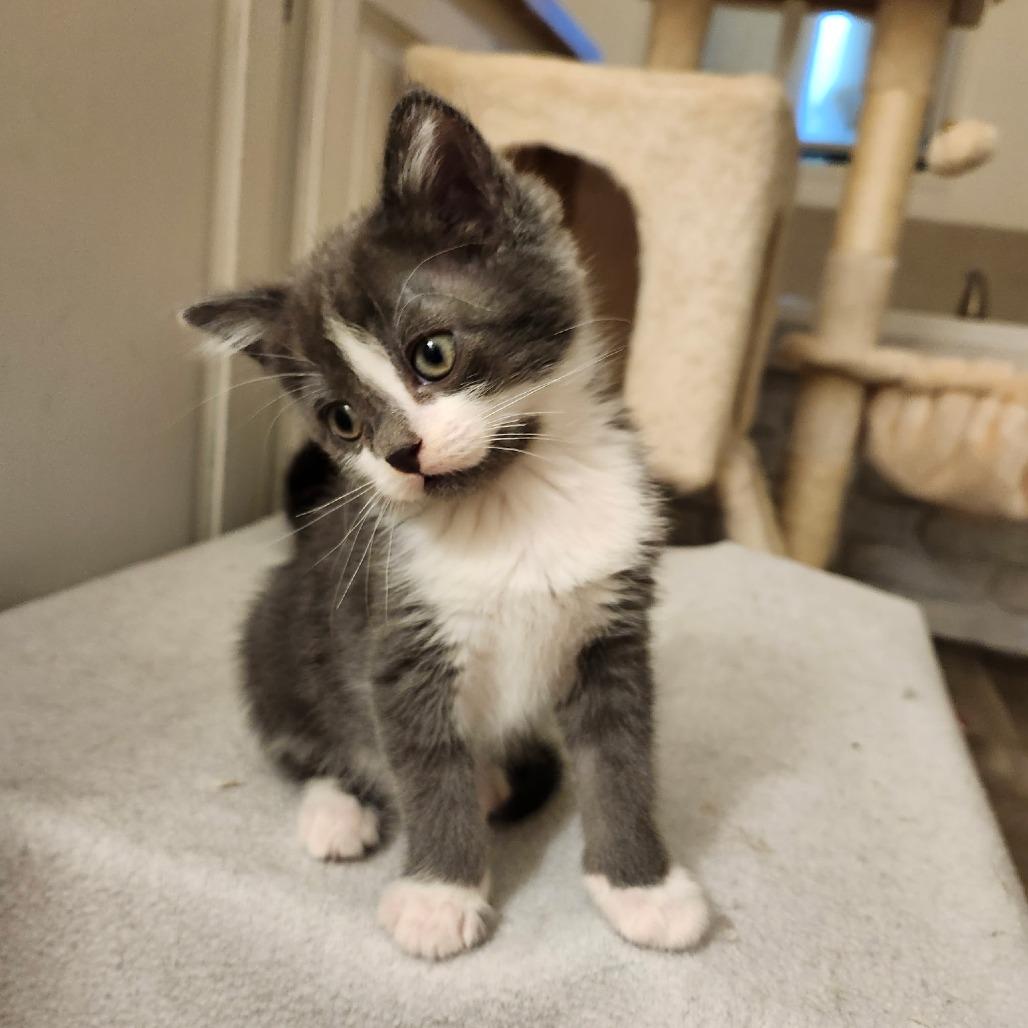 Scout, a Adoptable Domestic Short Hair in Layton, UT image 1/3