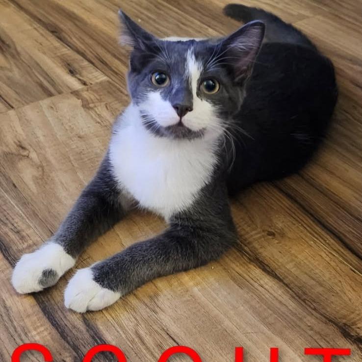 Scout, a Adoptable Domestic Short Hair in Layton, UT image 2/3