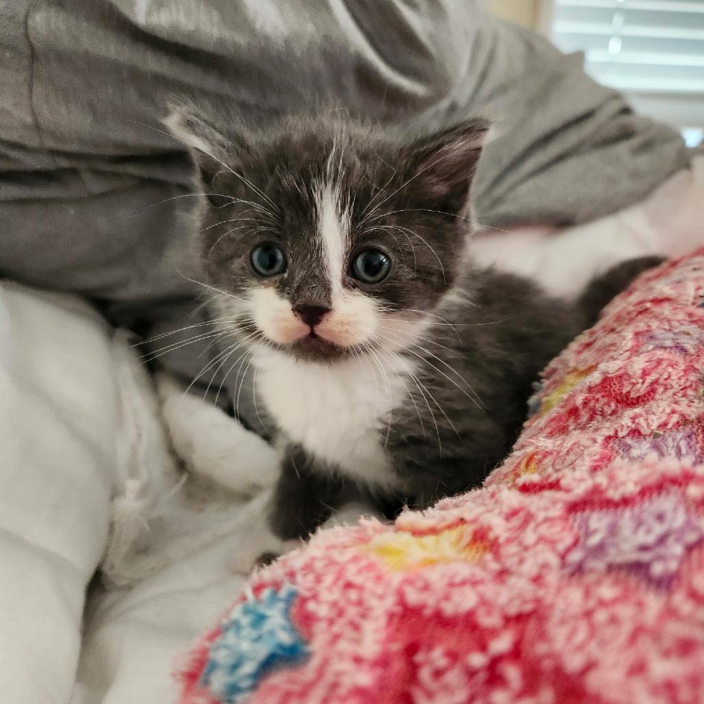 Scout, a Adoptable Domestic Short Hair in Layton, UT image 3/3