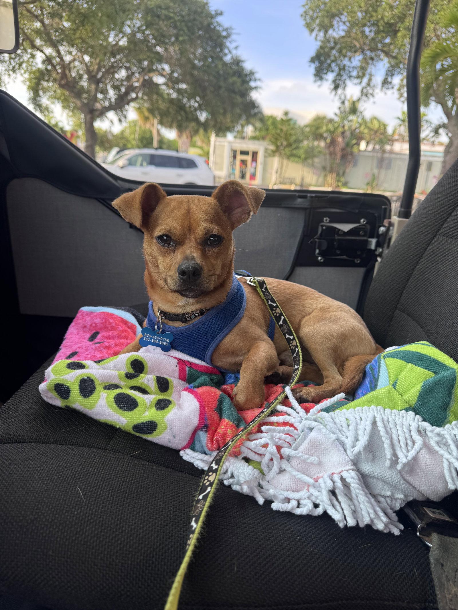 Enlarge Nacho, a Adoptable Chihuahua in Royal Palm Beach, FL image 1/3
