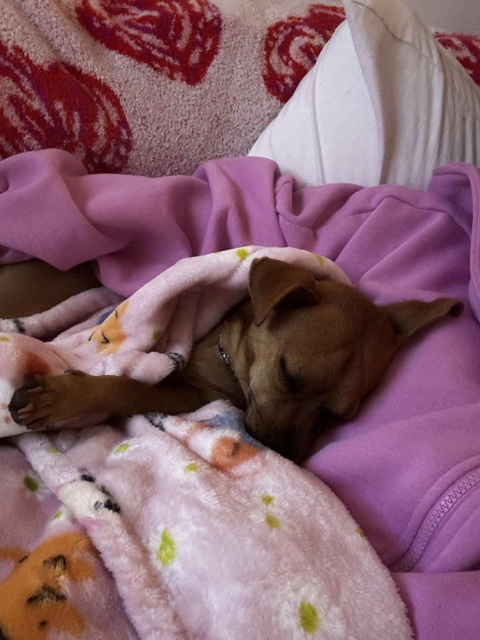 Enlarge Nacho, a Adoptable Chihuahua in Royal Palm Beach, FL image 1/3