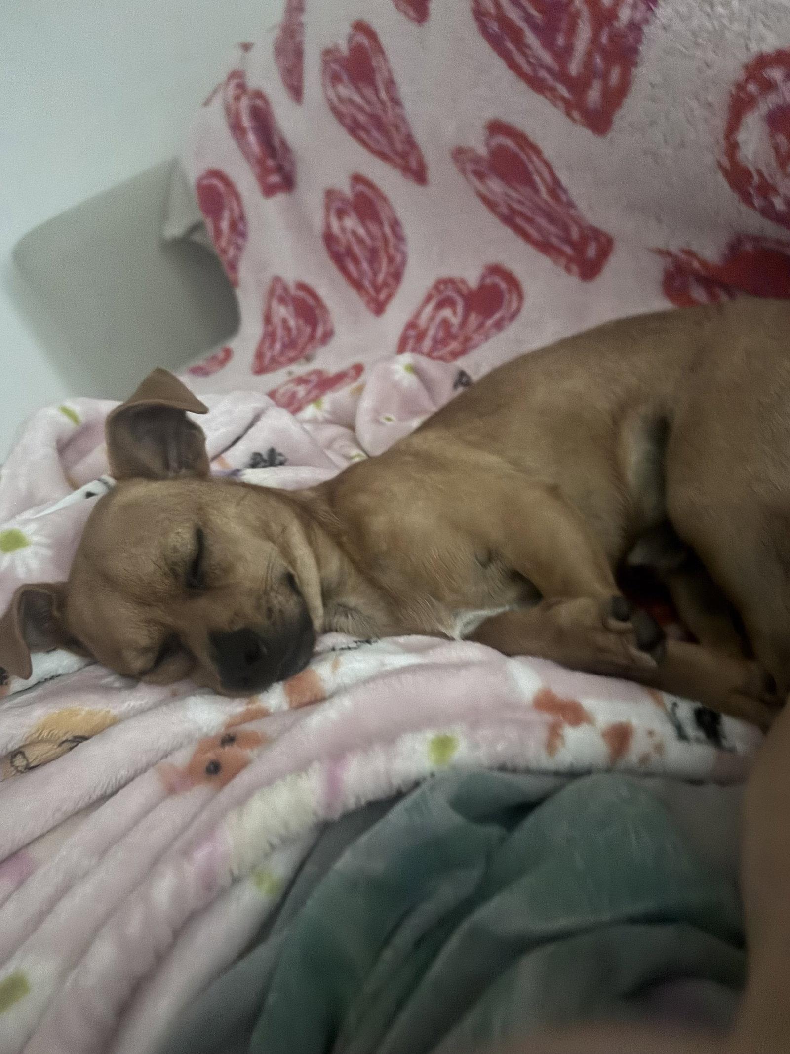 Enlarge Nacho, a Adoptable Chihuahua in Royal Palm Beach, FL image 2/3