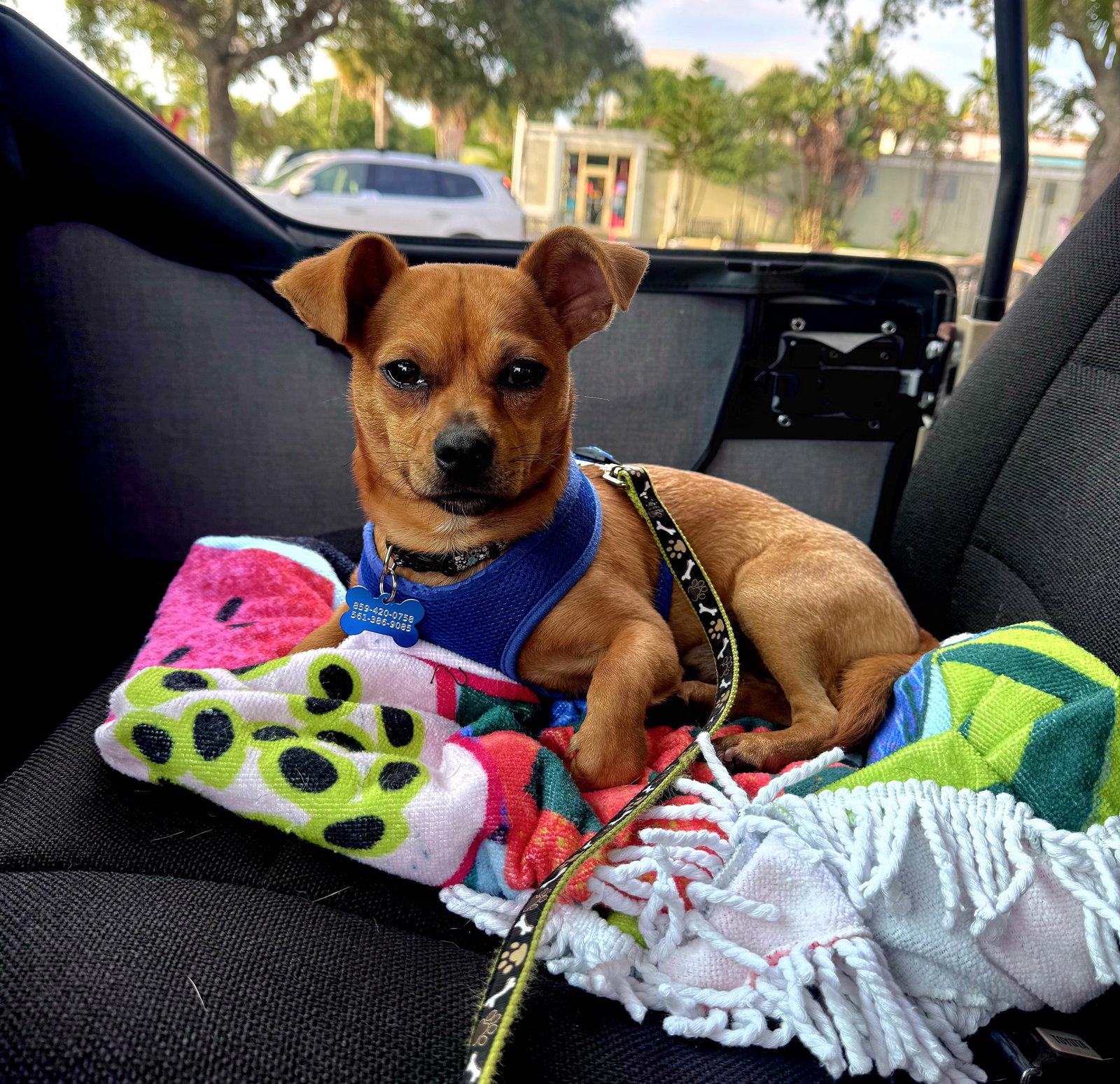 Enlarge Nacho, a Adoptable Chihuahua in Royal Palm Beach, FL image 3/3
