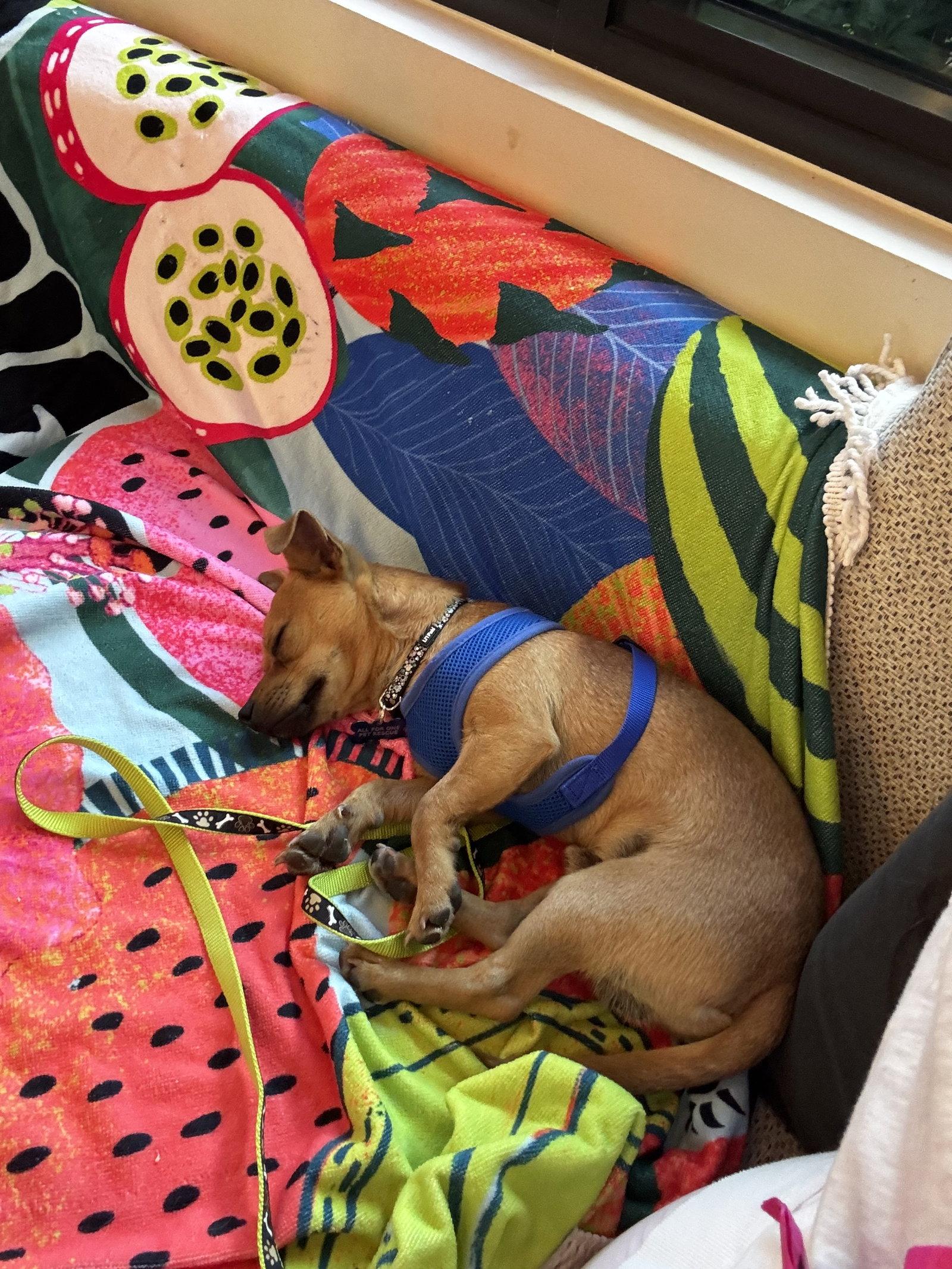 Enlarge Nacho, a Adoptable Chihuahua in Royal Palm Beach, FL image 3/3