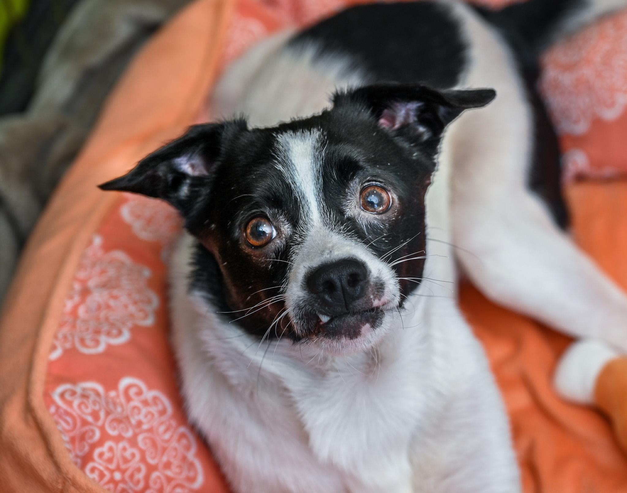 Felix, an adoptable mixed breed in Chattanooga, TN image 4/5