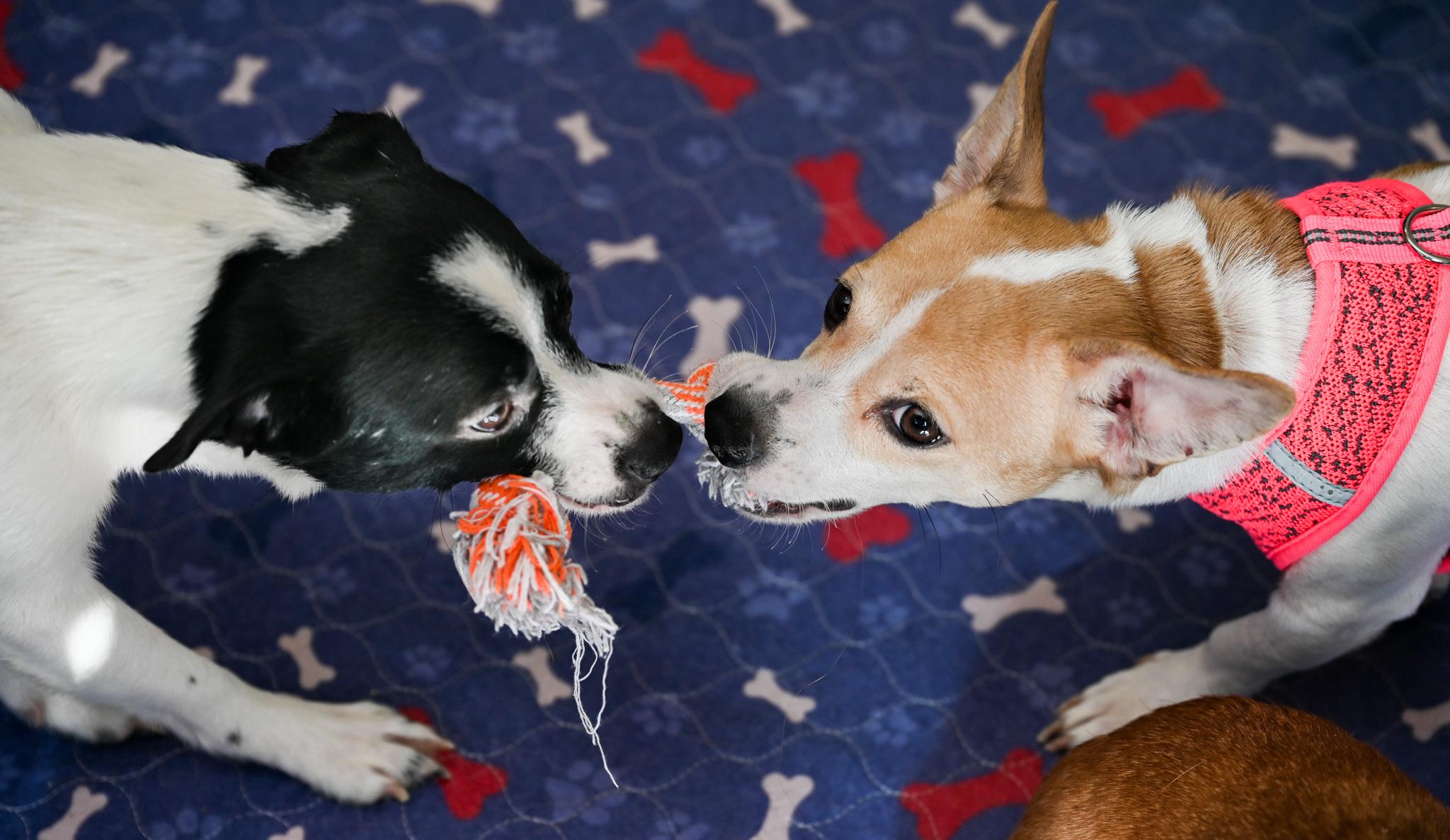 Felix, an adoptable mixed breed in Chattanooga, TN image 3/5