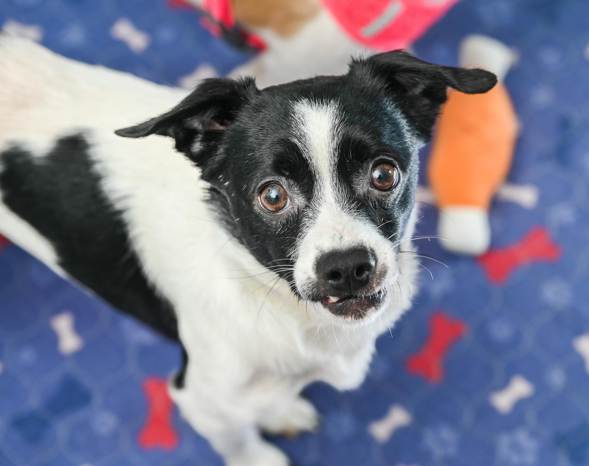 Felix, an adoptable mixed breed in Chattanooga, TN image 1/5