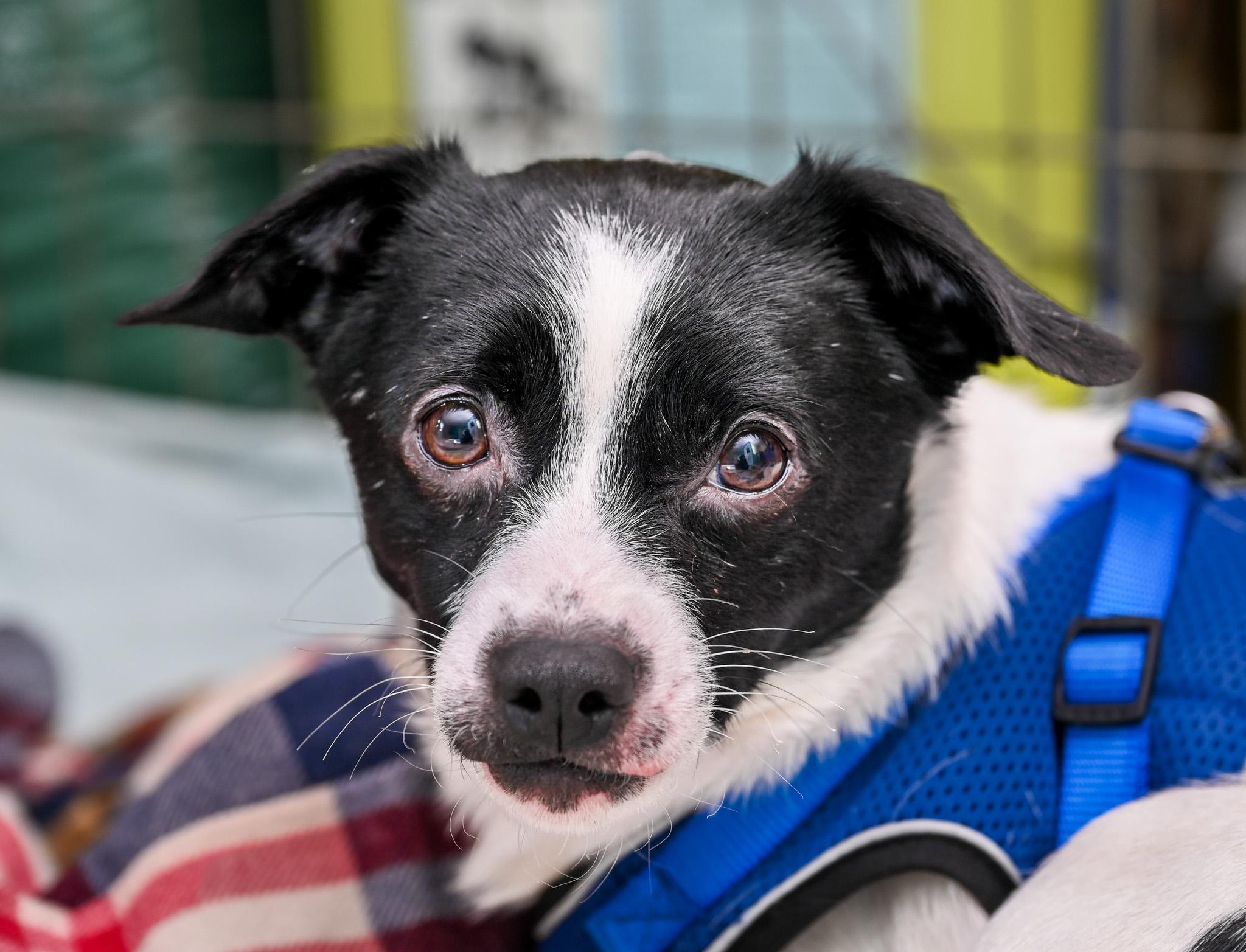 Felix, an adoptable mixed breed in Chattanooga, TN image 5/5