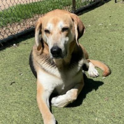 Lambert, Adoptable, Senior Male German Shepherd Dog & Mixed Breed.