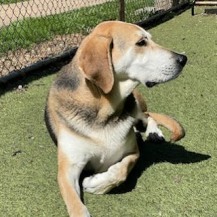 Lambert, a Adoptable mixed breed in Aldie, VA image 2/6