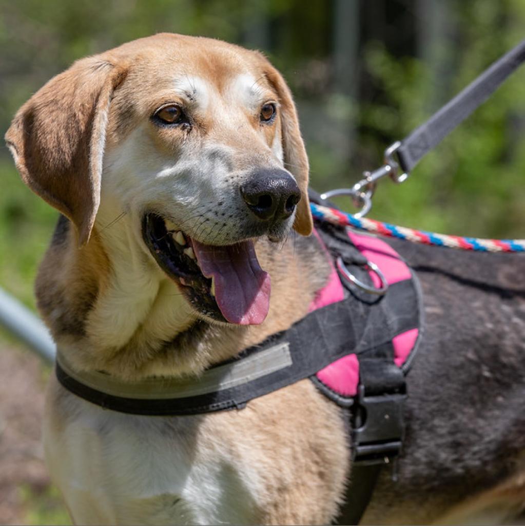 Lambert, a Adoptable mixed breed in Aldie, VA image 3/6