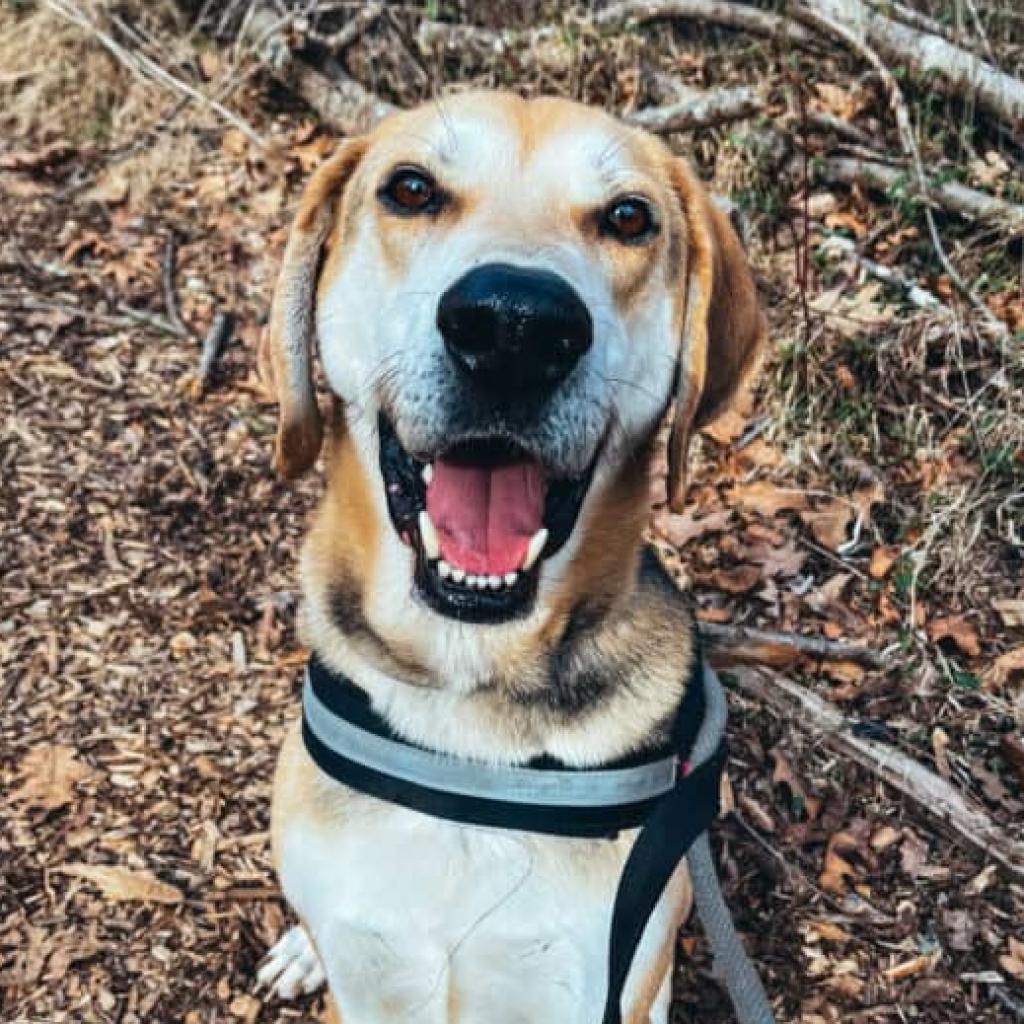 Lambert, a Adoptable mixed breed in Aldie, VA image 3/6