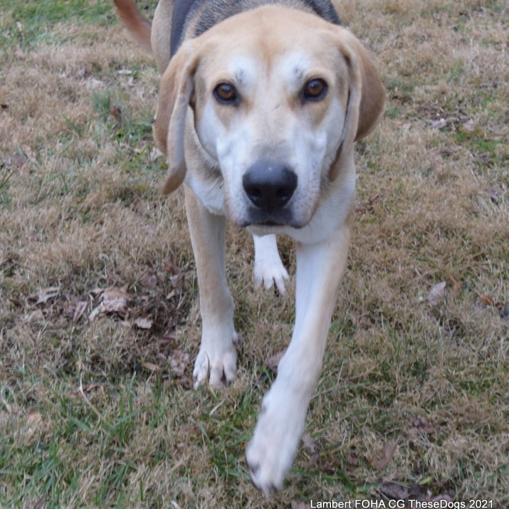 Lambert, a Adoptable mixed breed in Aldie, VA image 5/6