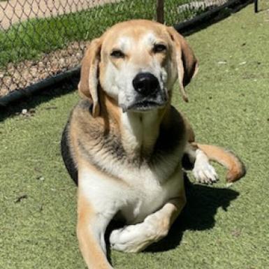 Lambert, a Adoptable mixed breed in Aldie, VA image 6/6