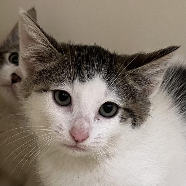 Pocket Lint - Bonded W/ Roomba, Adoptable, Kitten Male Domestic Medium Hair.