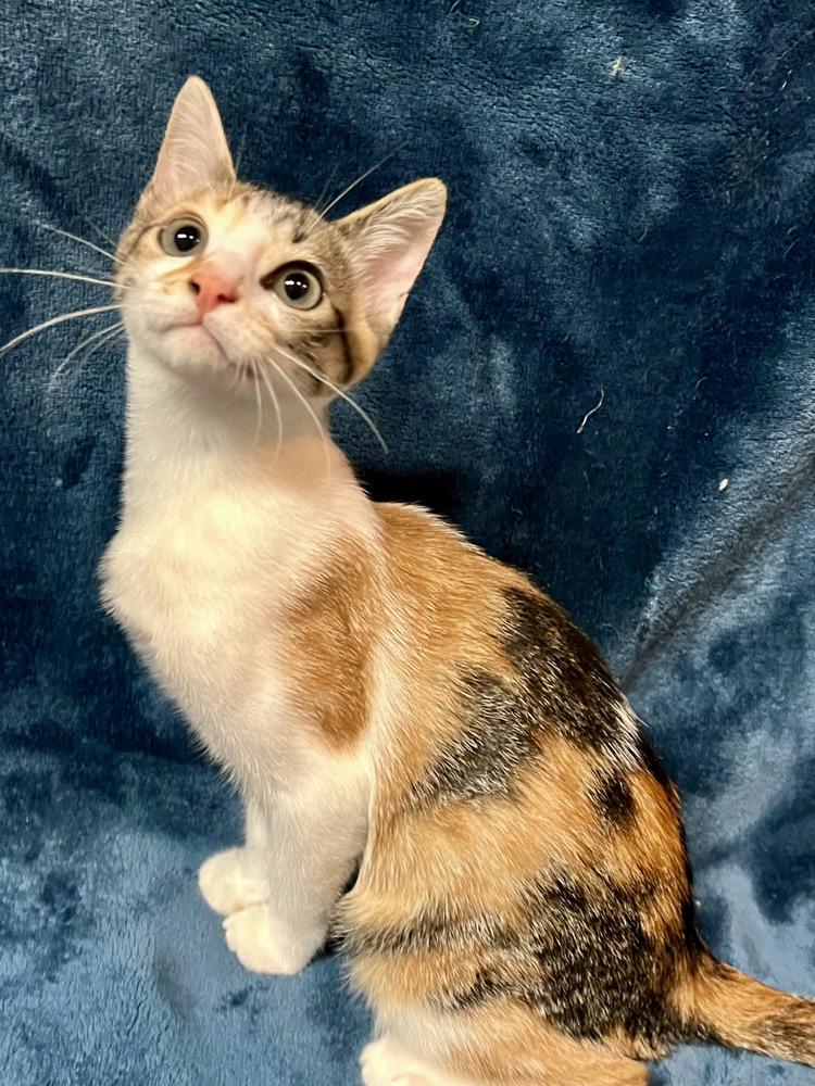 Enlarge Bowie, a Adoptable Domestic Short Hair in Salinas, CA image 1/5