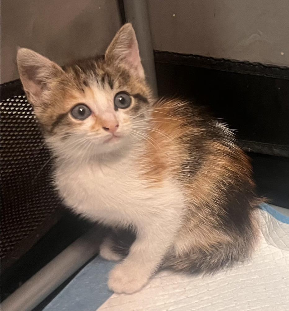 Enlarge Bowie, a Adoptable Domestic Short Hair in Salinas, CA image 2/5