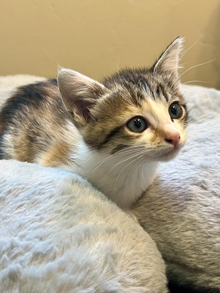 Enlarge Bowie, a Adoptable Domestic Short Hair in Salinas, CA image 3/5