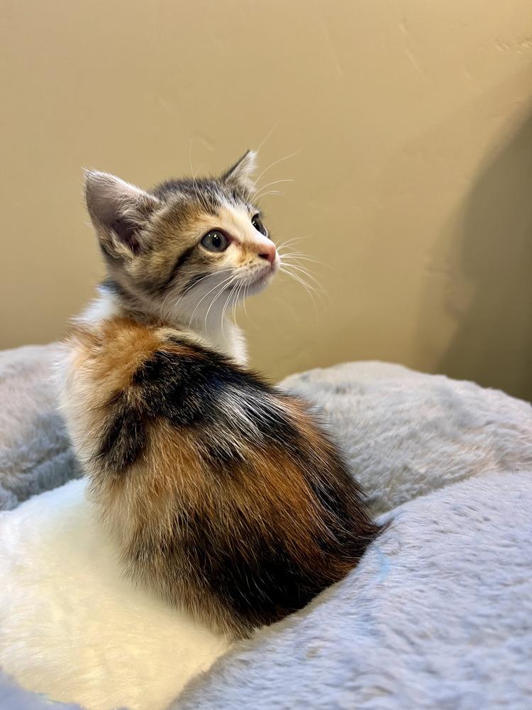 Enlarge Bowie, a Adoptable Domestic Short Hair in Salinas, CA image 4/5
