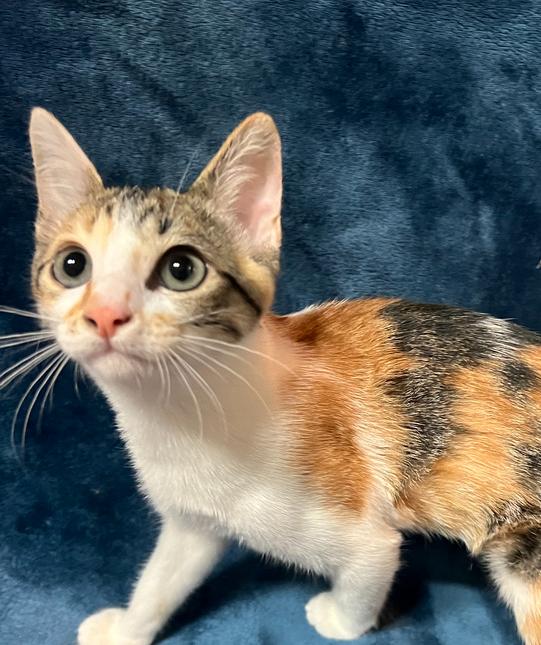 Enlarge Bowie, a Adoptable Domestic Short Hair in Salinas, CA image 5/5