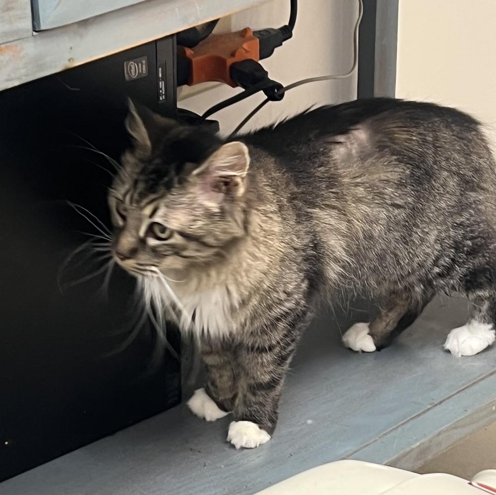 Zeva (Ziva), Adoptable, Senior Female Domestic Long Hair.