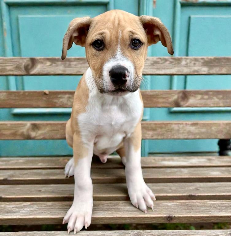 October, ADOPTABLE, Puppy Male Australian Cattle Dog / Blue Heeler & Pit Bull Terrier.