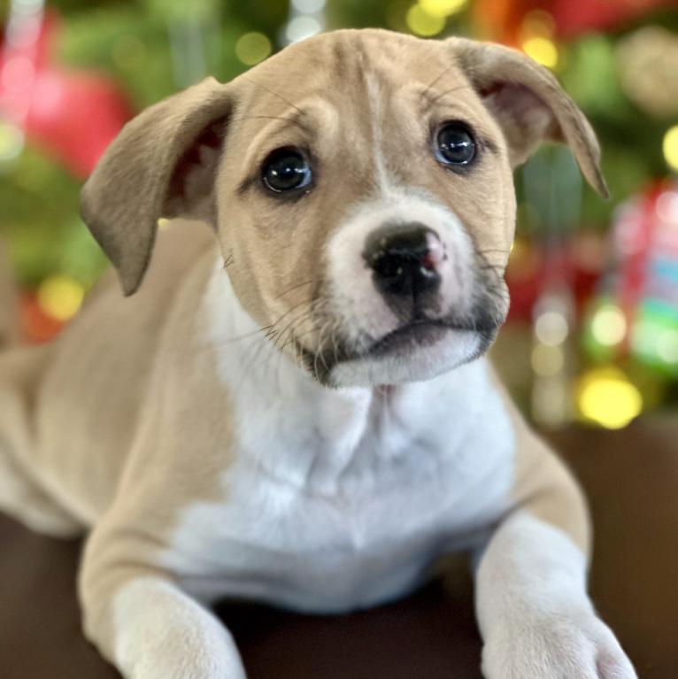 Enlarge October, a ADOPTABLE mixed breed in Mead, CO image 1/4