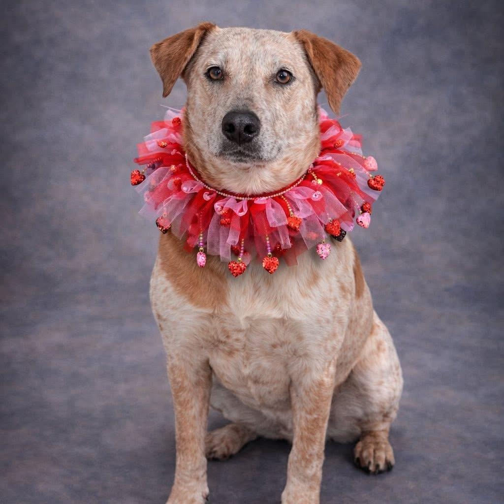 Laney, Adoptable, Young Female Cattle Dog.