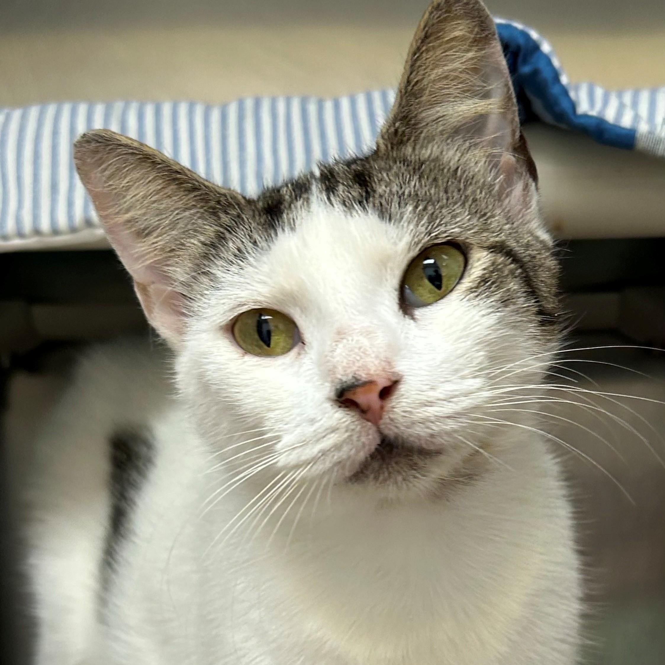 Jasmine, ADOPTABLE, Adult Female Domestic Short Hair.