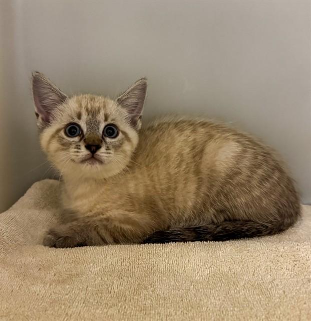 FLINT, Adoptable, Kitten Male Domestic Short Hair.