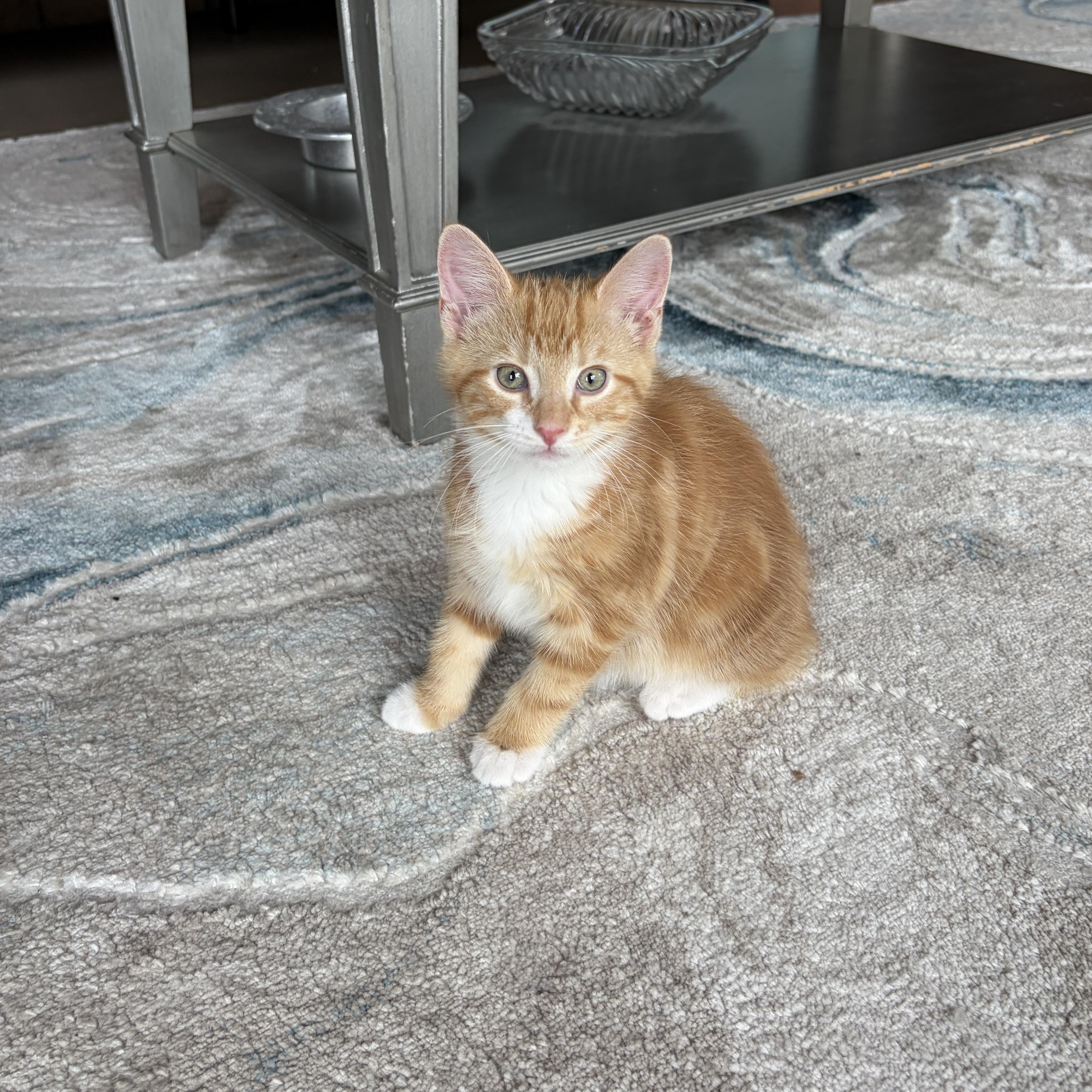 BEACON, Adoptable, Kitten Male Domestic Short Hair.