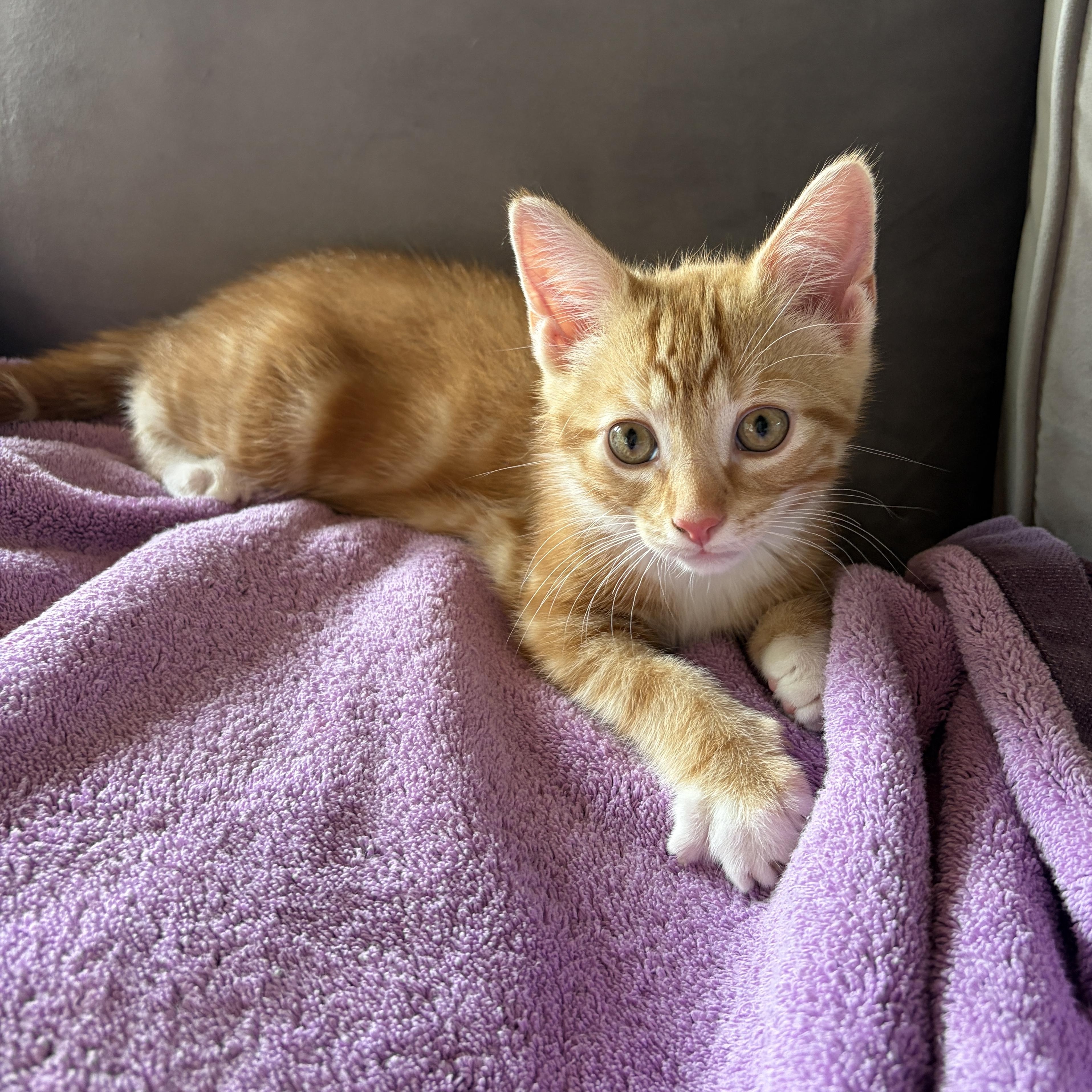 BEACON, a Adoptable Domestic Short Hair in East Greenwich, RI image 2/6