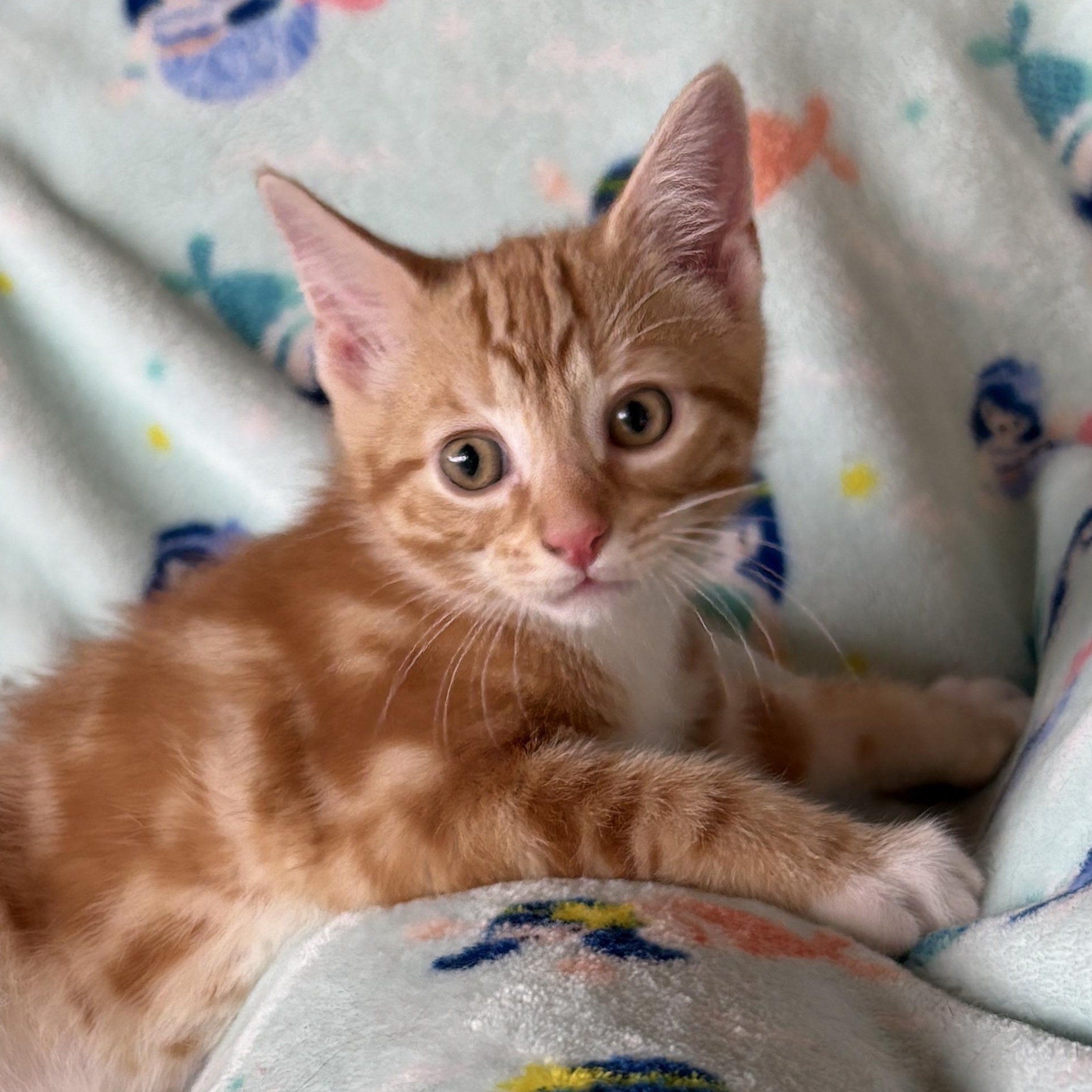 BEACON, a Adoptable Domestic Short Hair in East Greenwich, RI image 3/6