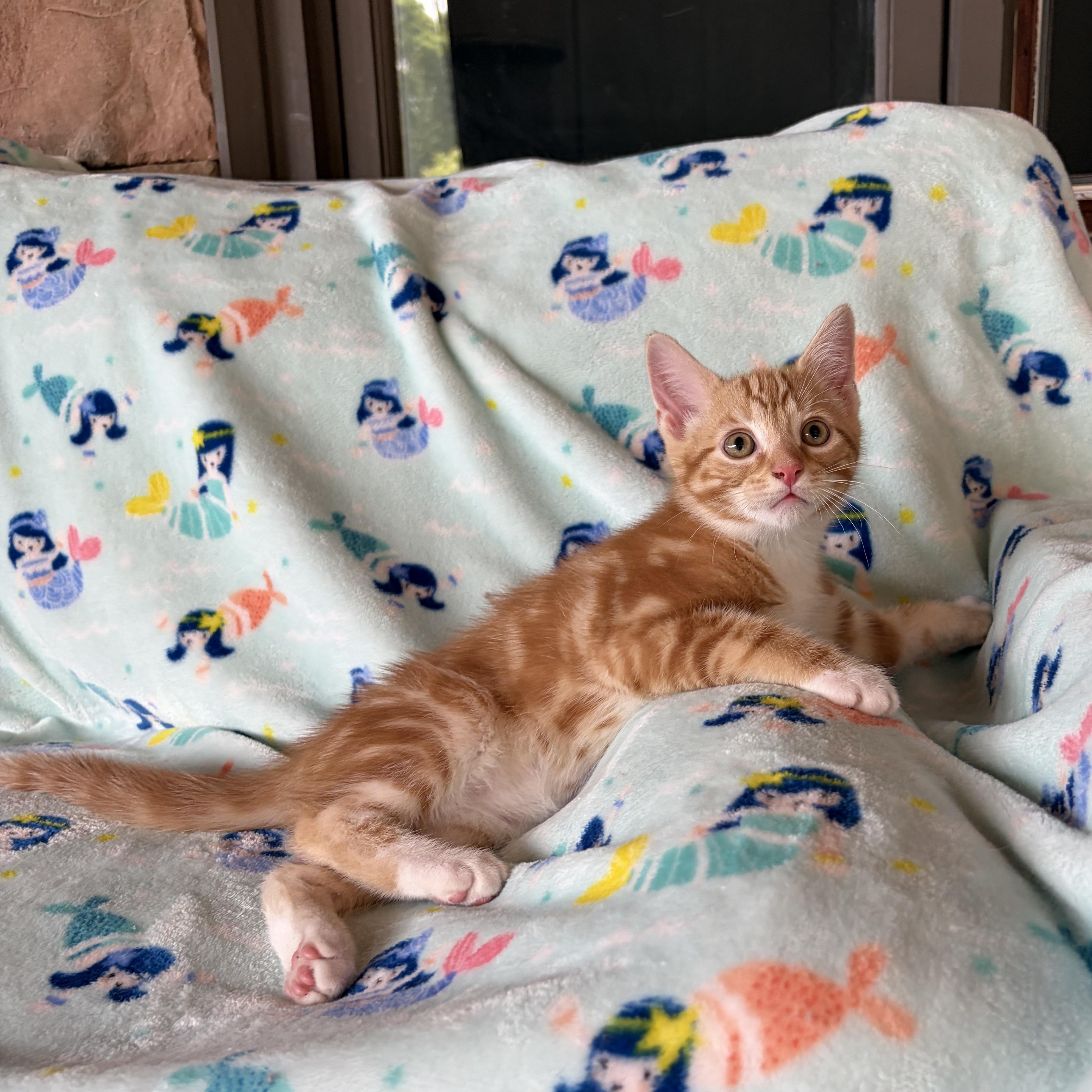 BEACON, a Adoptable Domestic Short Hair in East Greenwich, RI image 5/6