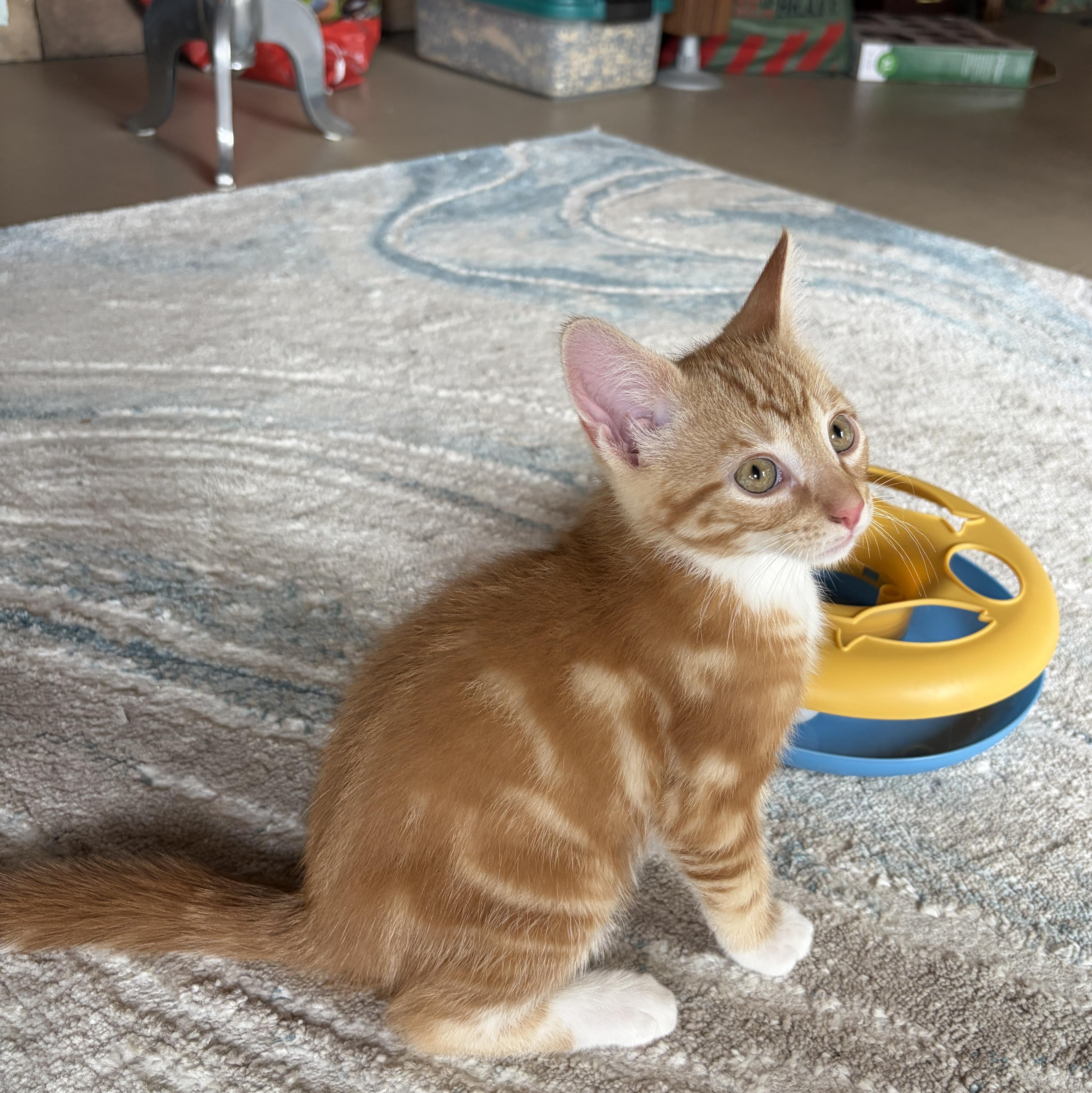 BEACON, a Adoptable Domestic Short Hair in East Greenwich, RI image 6/6