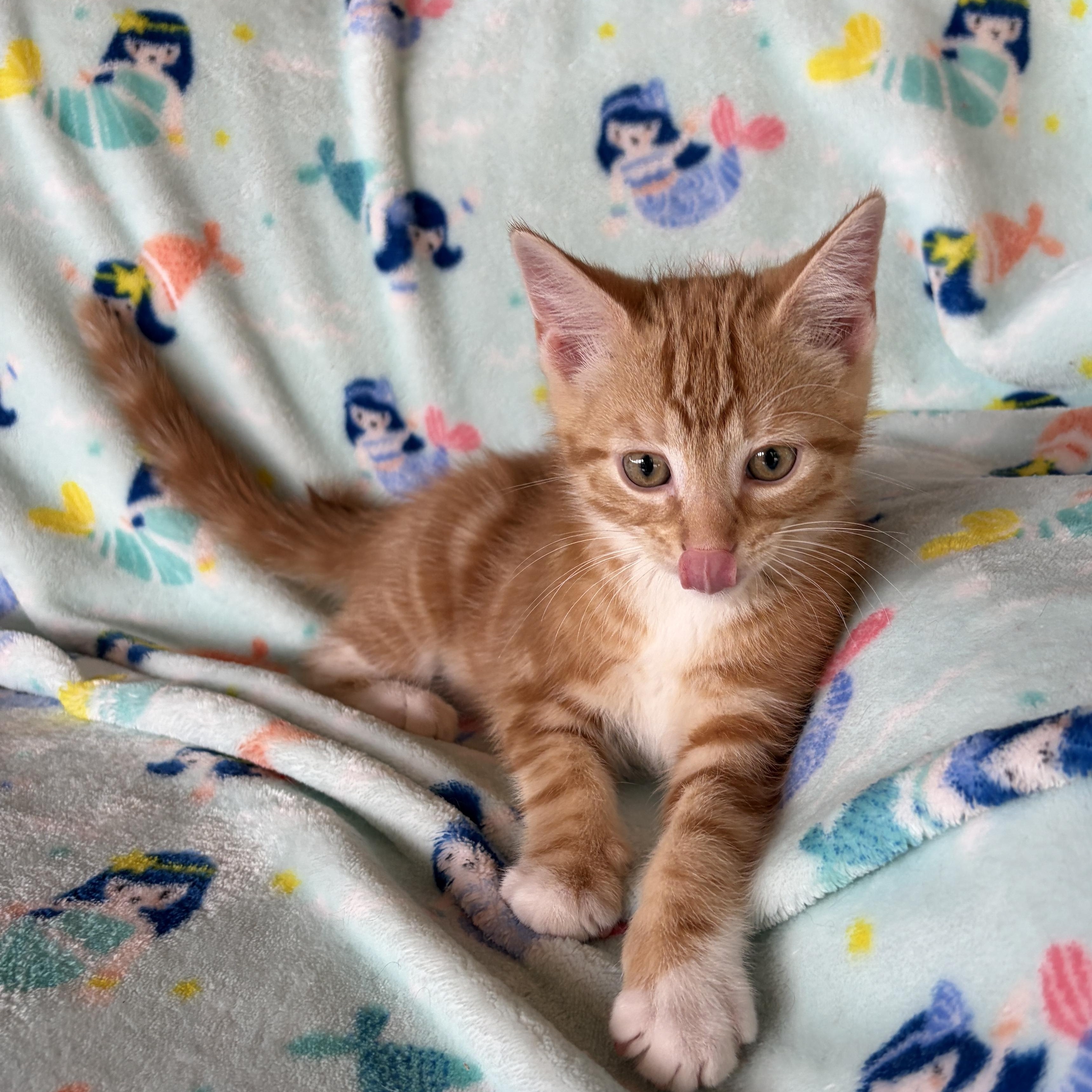 BEACON, a Adoptable Domestic Short Hair in East Greenwich, RI image 4/6