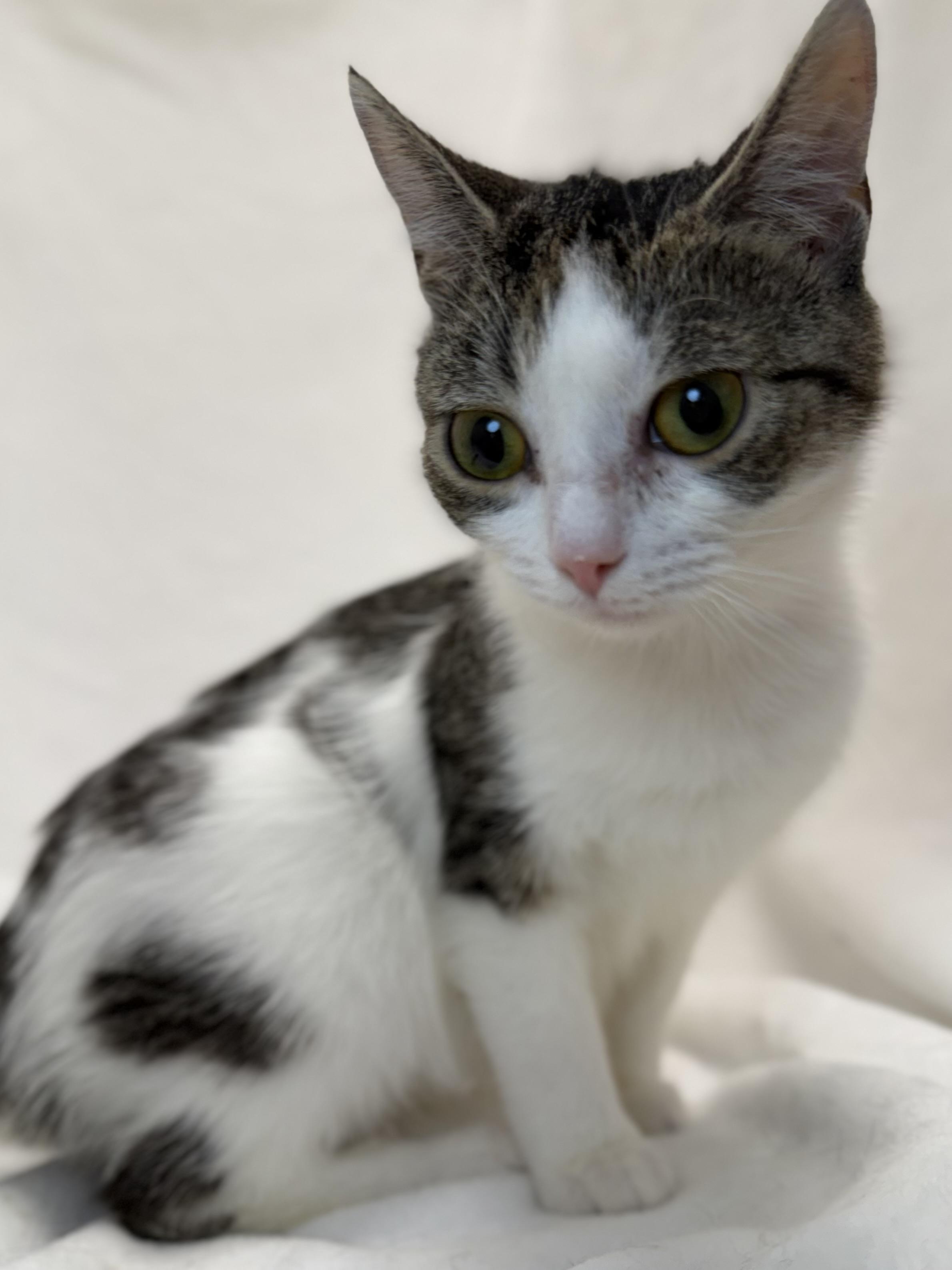 Rain, a ADOPTABLE mixed breed in Greensboro, NC image 1/3