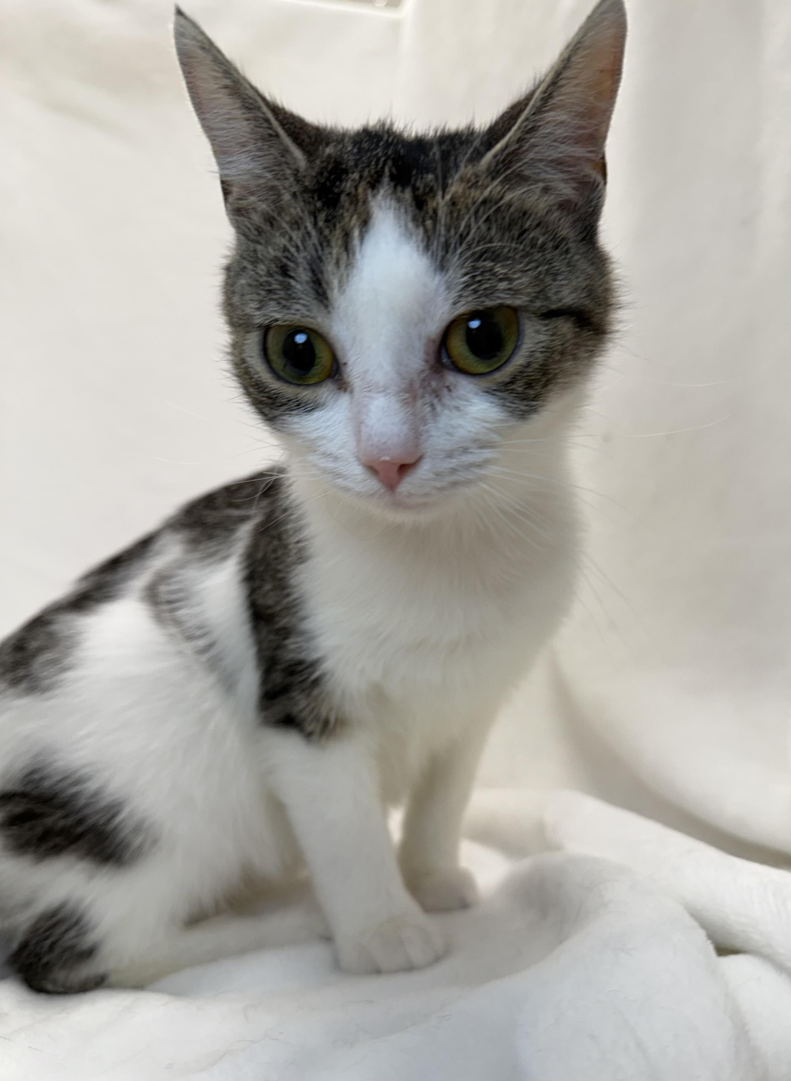 Rain, a ADOPTABLE mixed breed in Greensboro, NC image 2/3