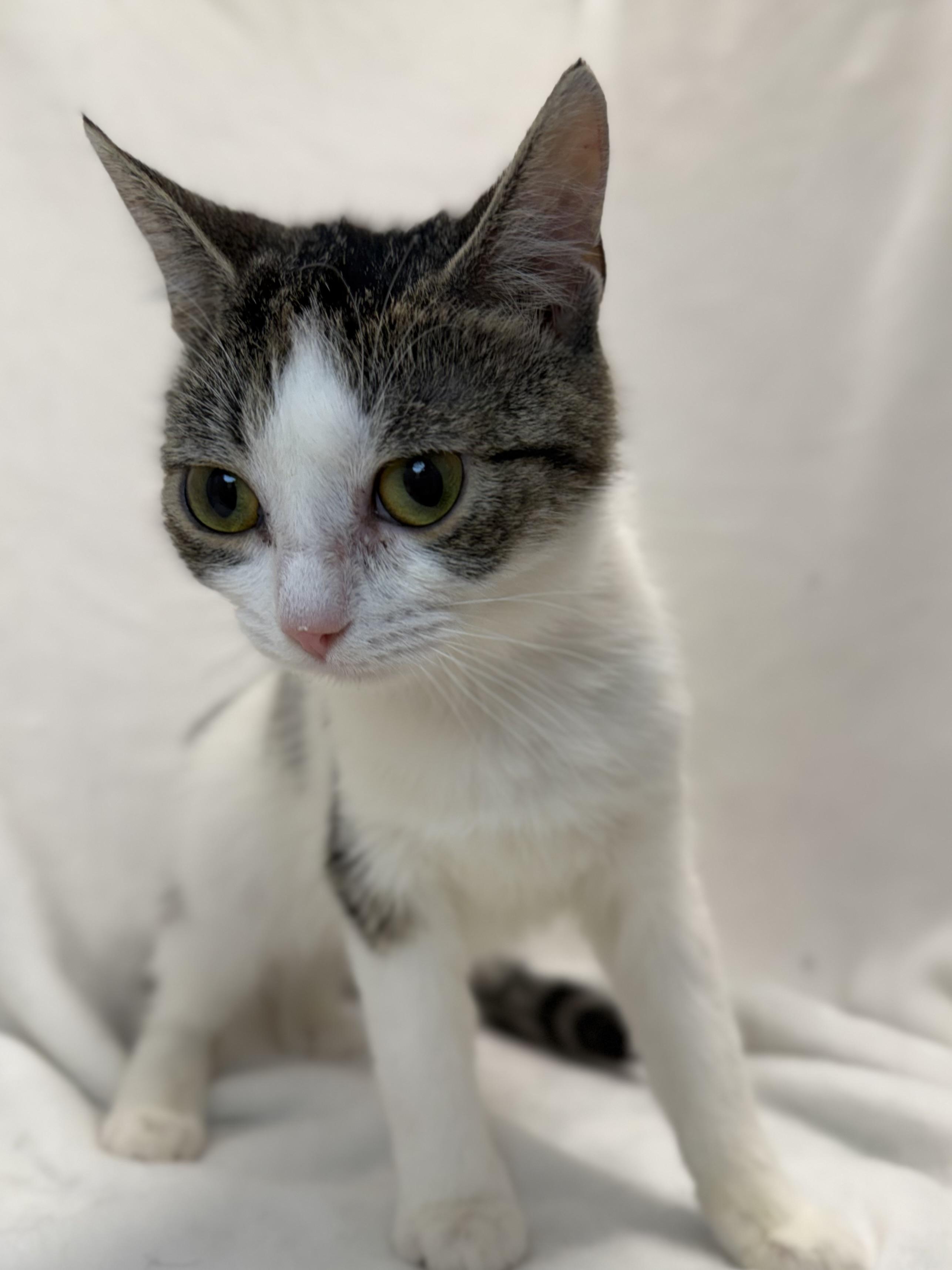 Rain, a ADOPTABLE mixed breed in Greensboro, NC image 3/3