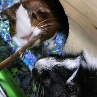 Blaze, Adoptable, Adult Male Guinea Pig.