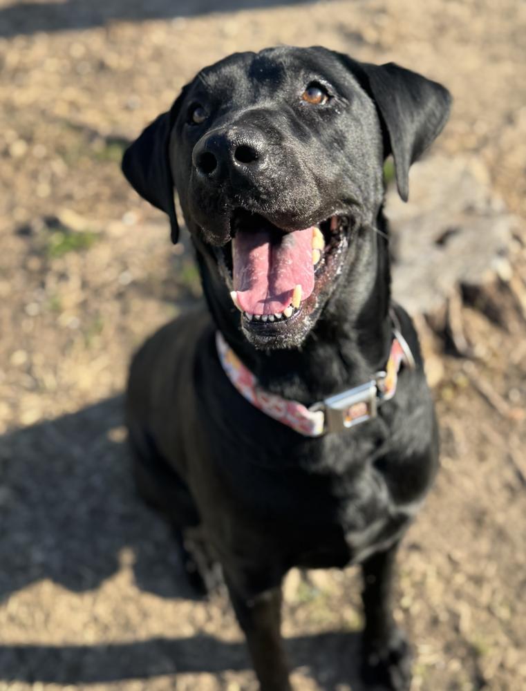 Aberg / Titan, Adoptable, Adult Male Labrador Retriever.