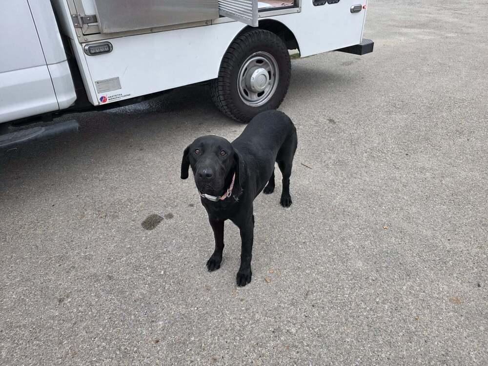 Enlarge Aberg / Titan, a Adoptable mixed breed in Broomfield, CO image 2/2
