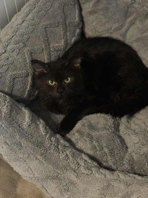 Enlarge TWEETY, a Adoptable Domestic Short Hair in Millersville, MD image 1/1