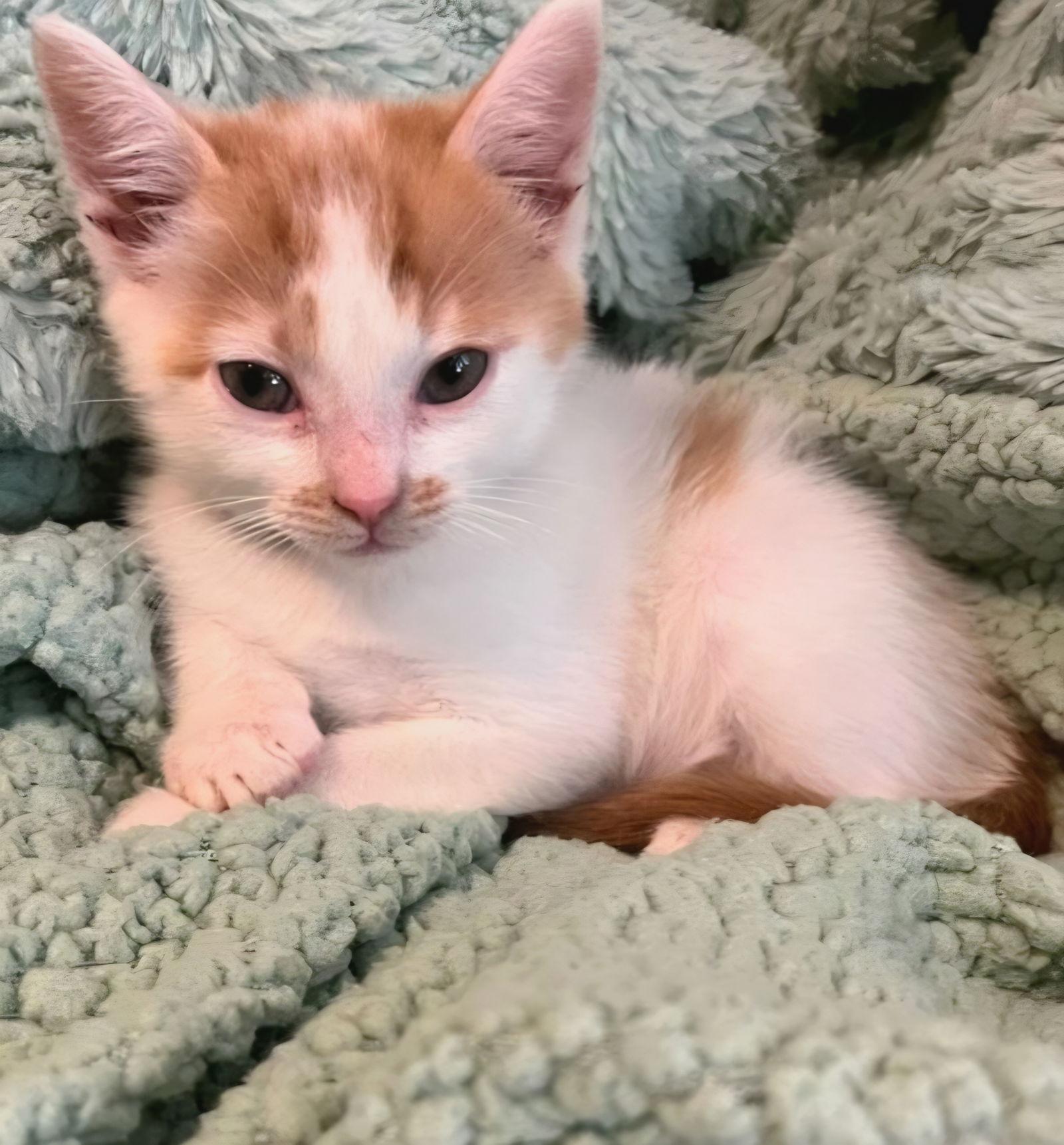 Chester, Adoptable, Kitten Male Tabby & Domestic Short Hair.