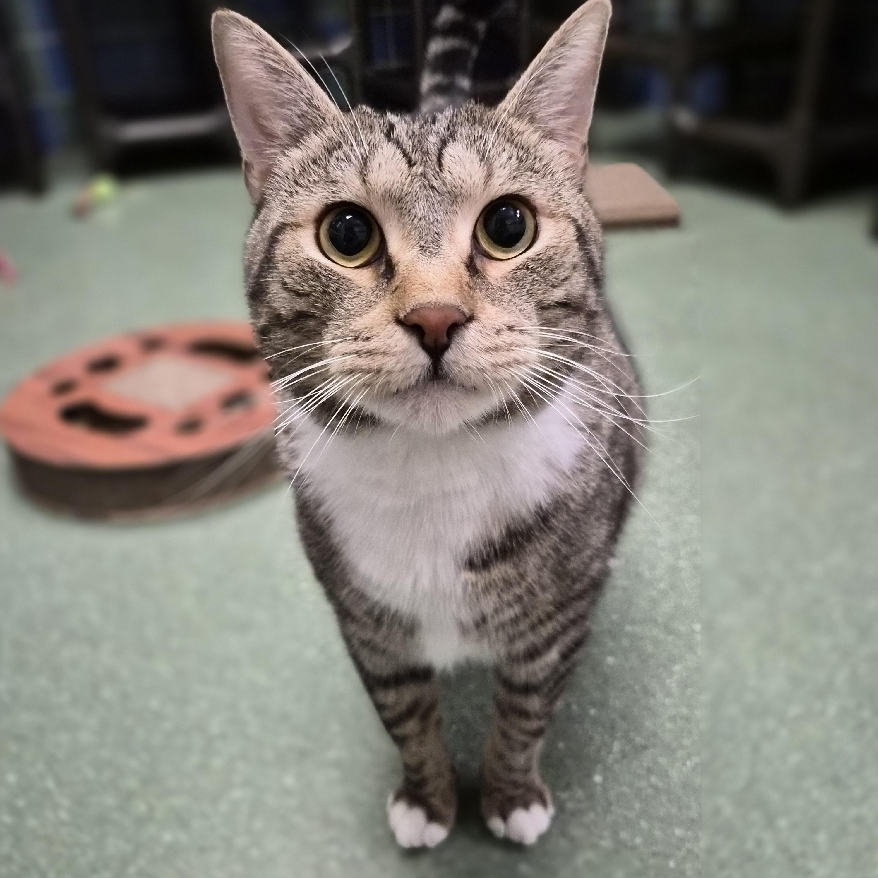 Rocket, a ADOPTABLE Domestic Short Hair in Cornelius, NC image 2/5