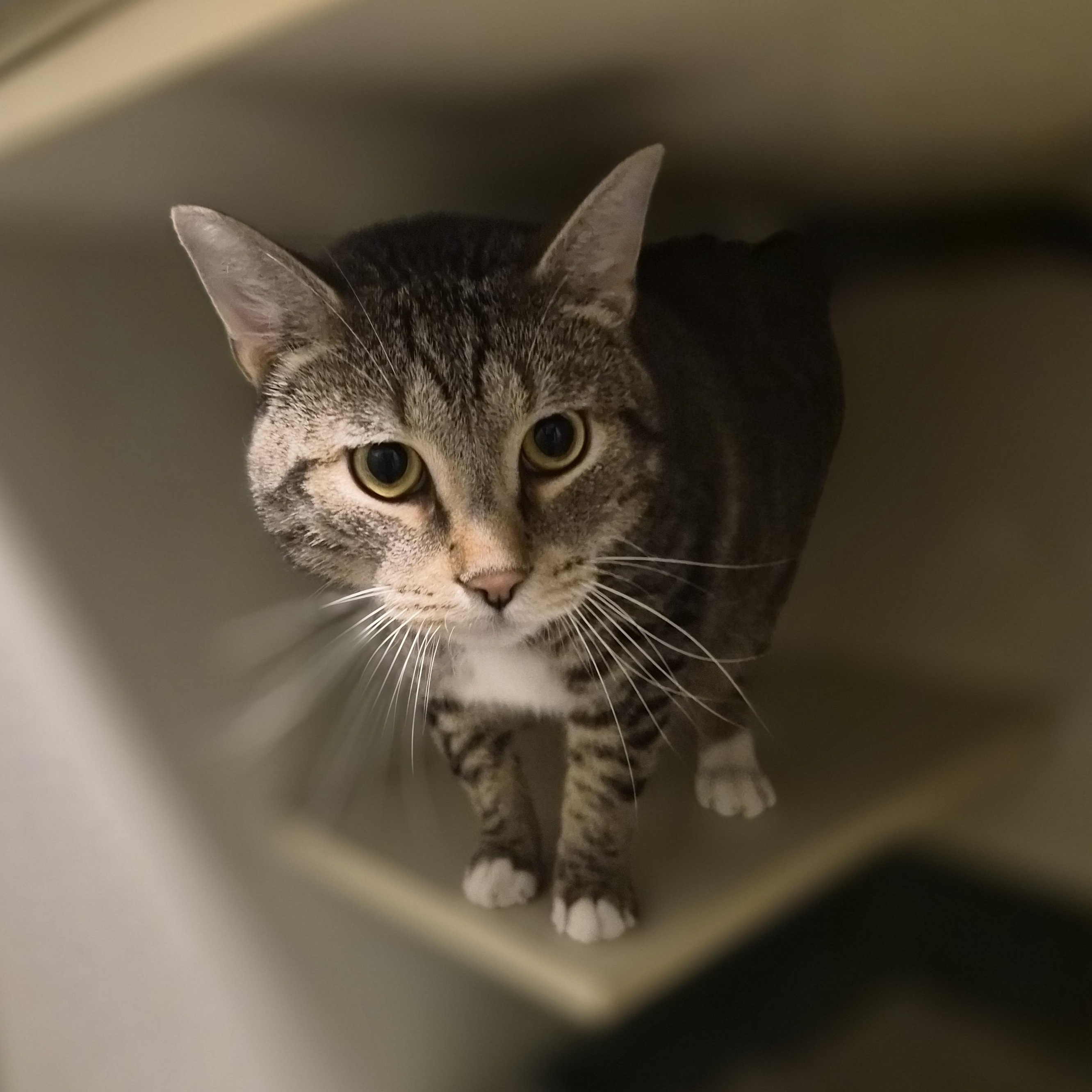 Rocket, ADOPTABLE, Adult Male Domestic Short Hair.