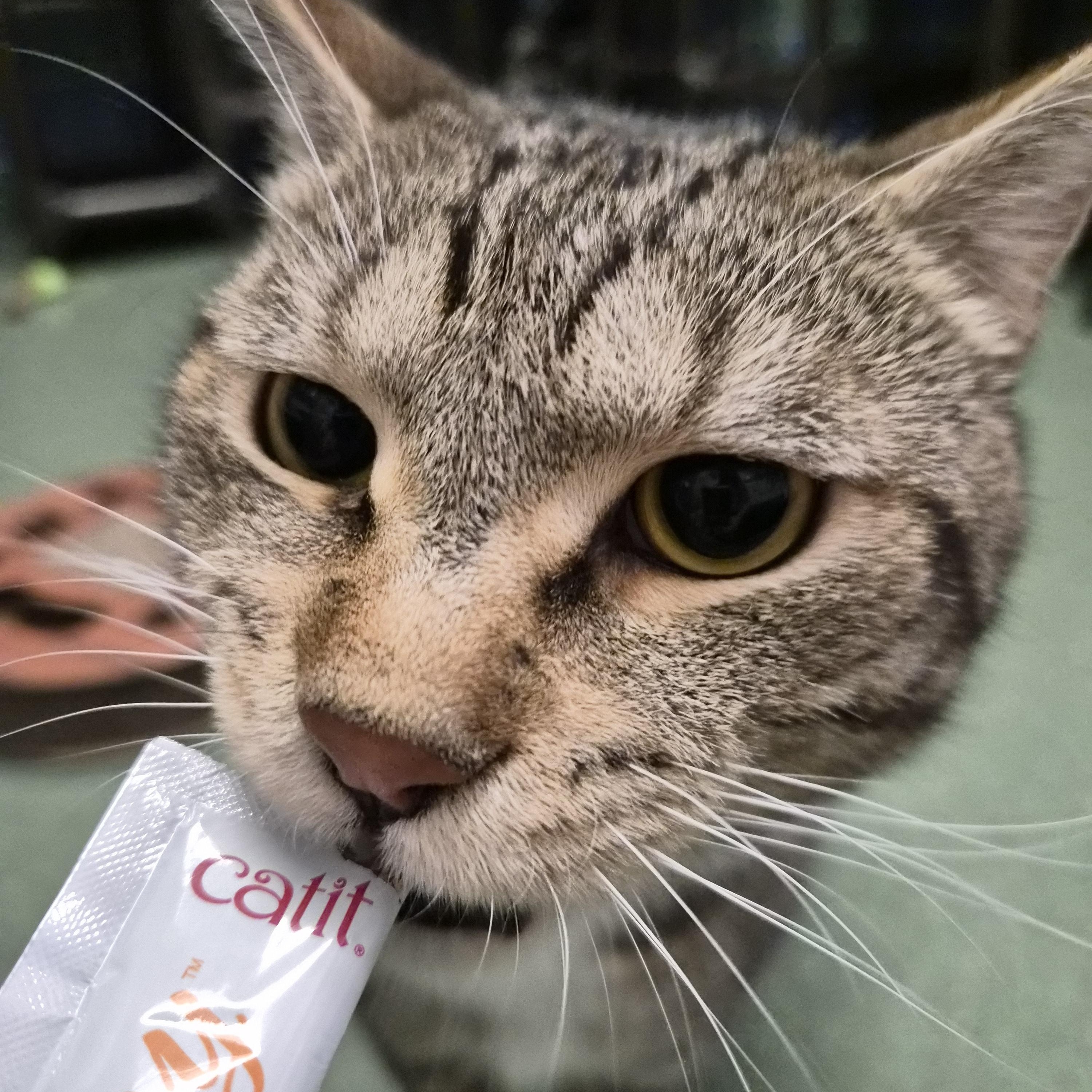 Rocket, a ADOPTABLE Domestic Short Hair in Cornelius, NC image 4/5
