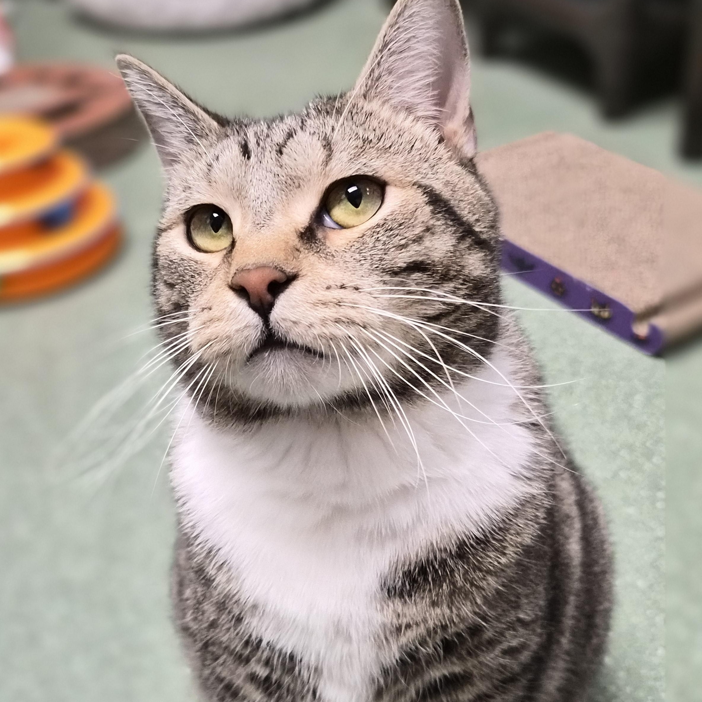 Rocket, ADOPTABLE, Adult Male Domestic Short Hair.